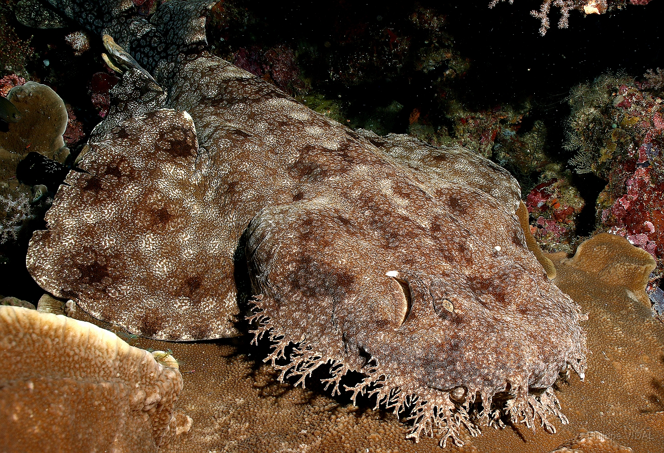 Raja Ampat 2016 - Eucrossorhinus Daypogon - Tasselled Wobbegon - Requin Tapis barbus - IMG_5320_rc.jpg